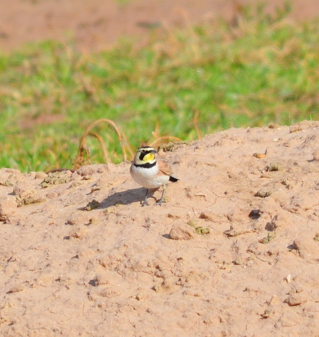 Horned Lark - John Ritchie