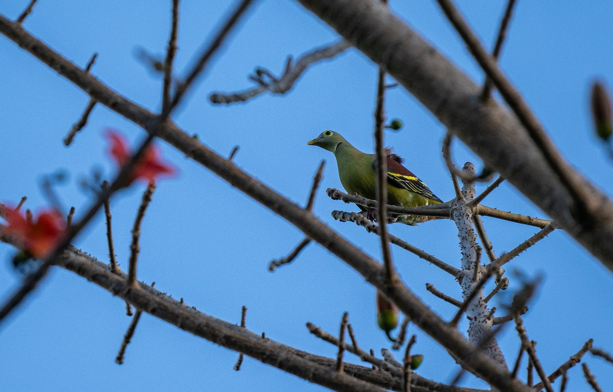 Gray-cheeked Green-Pigeon - ML614541019
