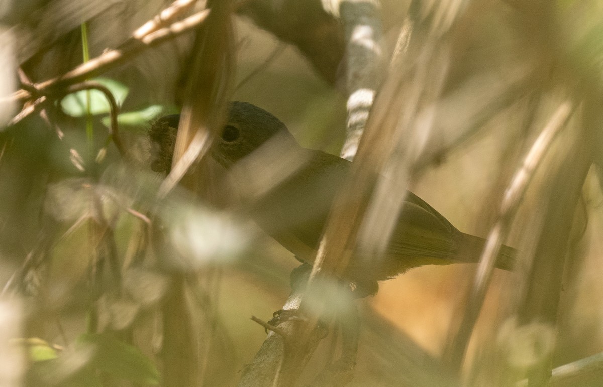 Rusty-breasted Whistler (Salayar) - ML614541044