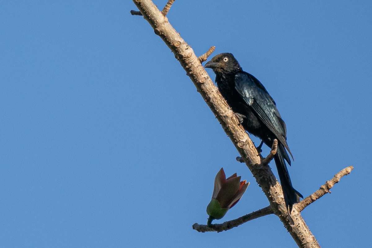 Hair-crested Drongo (White-eyed) - Forest Botial-Jarvis