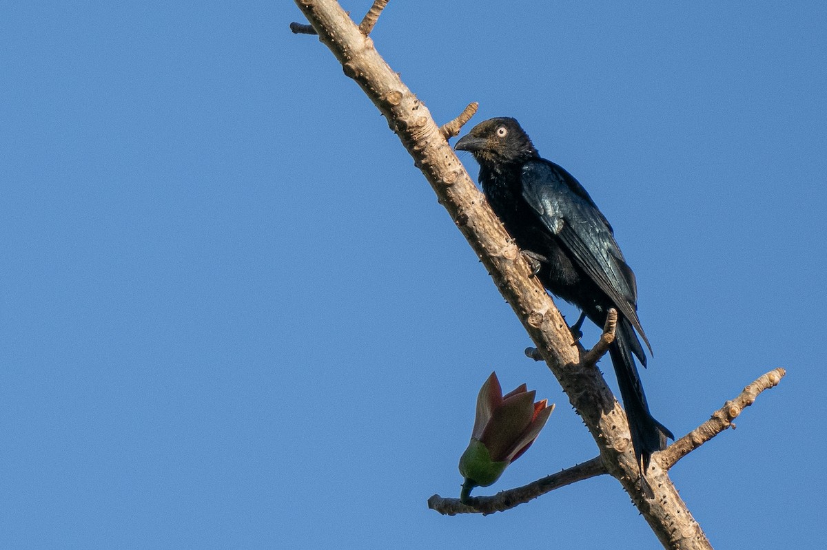 Hair-crested Drongo (White-eyed) - ML614541066