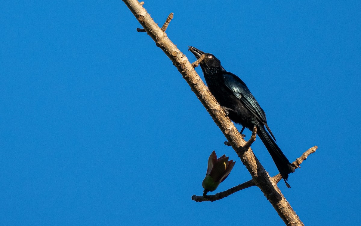 hårdrongo (leucops/banggaiensis) - ML614541069