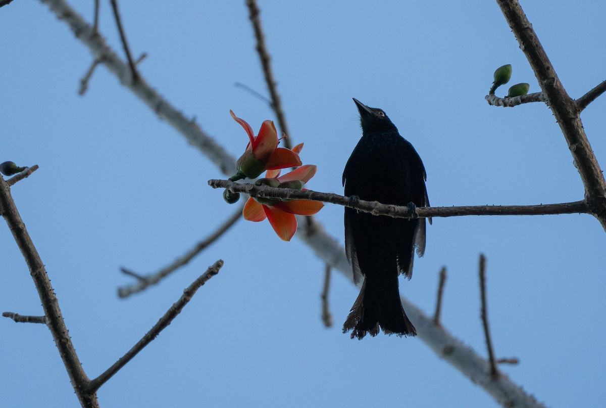 Hair-crested Drongo (White-eyed) - ML614541072