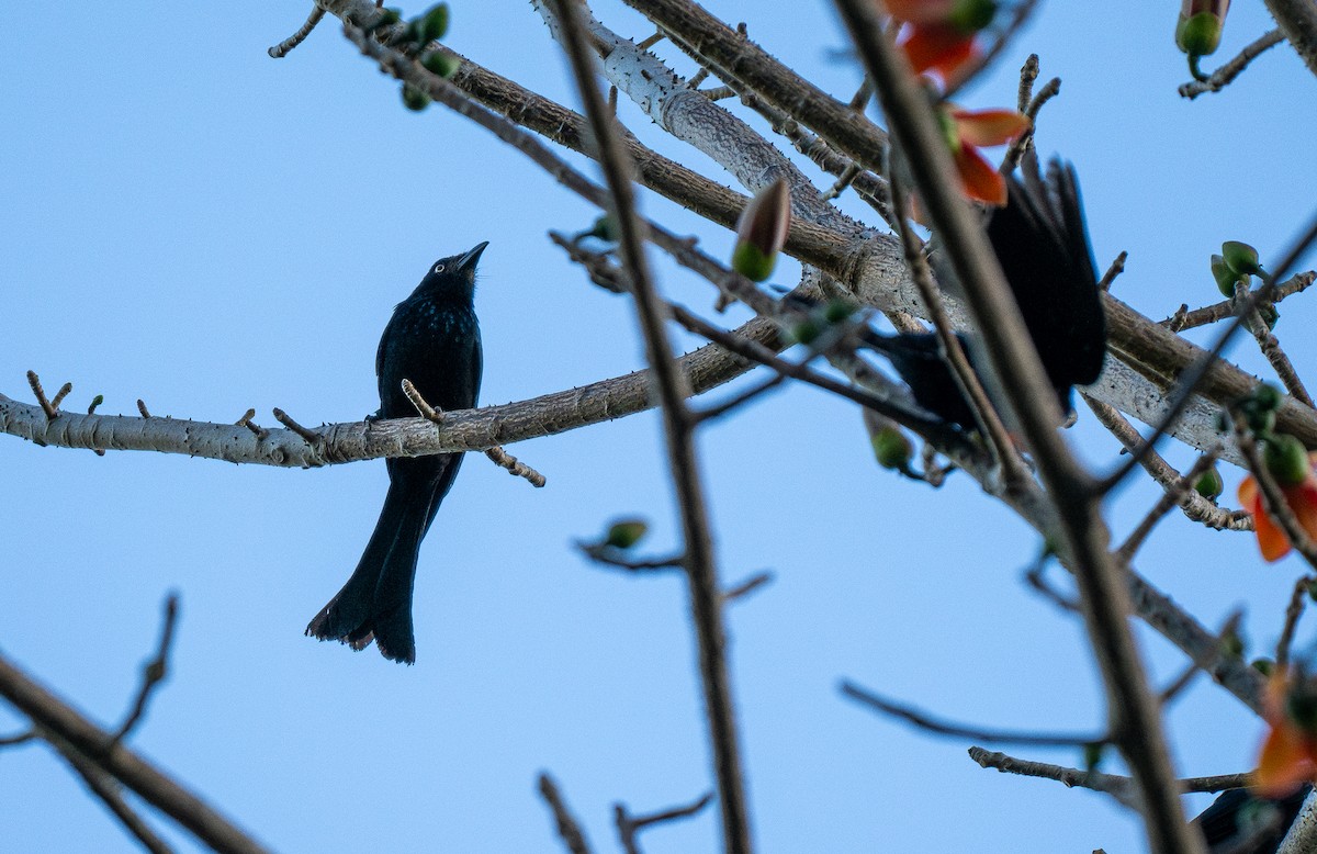 Drongo Crestudo (leucops/banggaiensis) - ML614541073