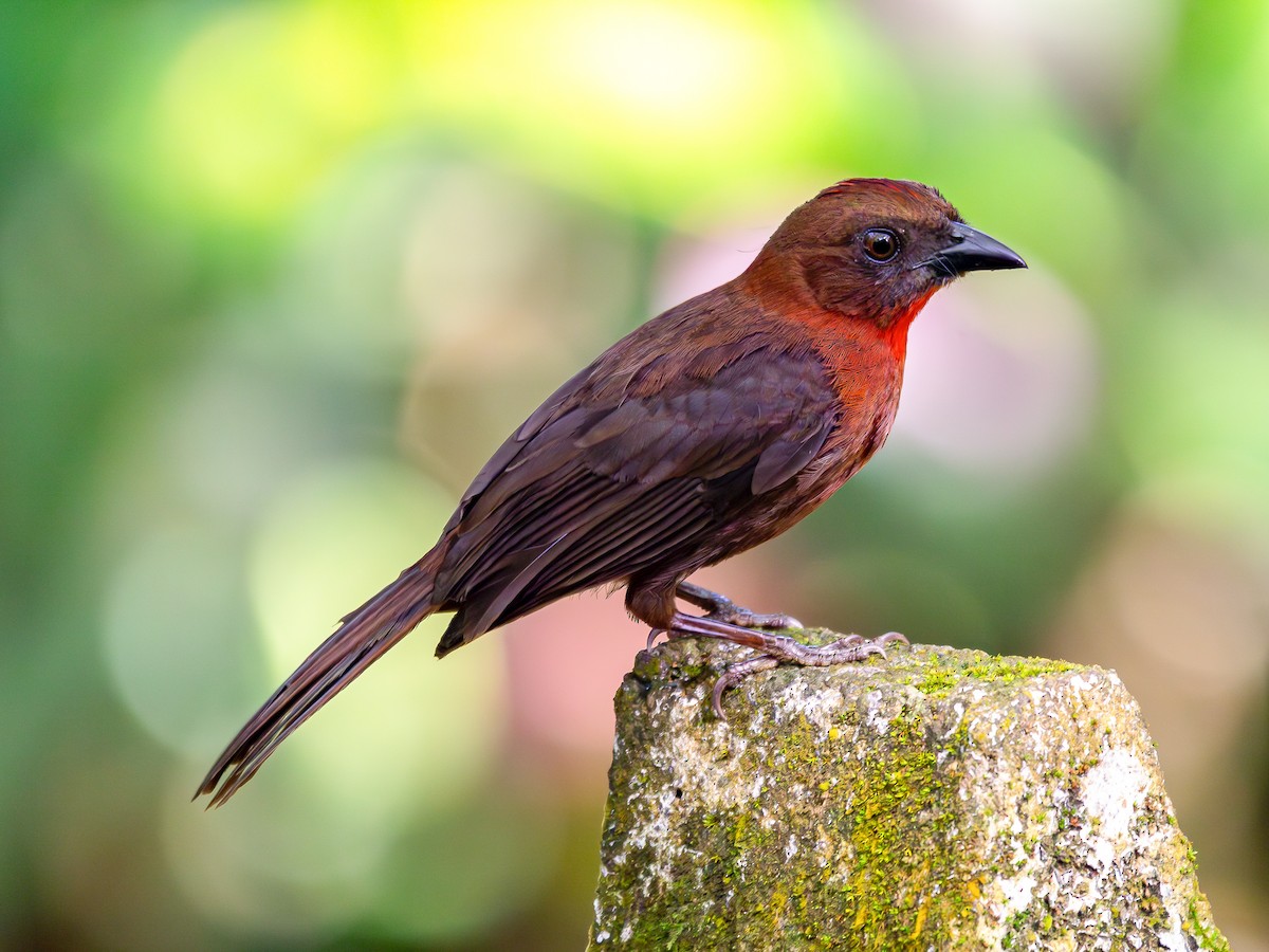 Red-throated Ant-Tanager - Alejandro Vidal