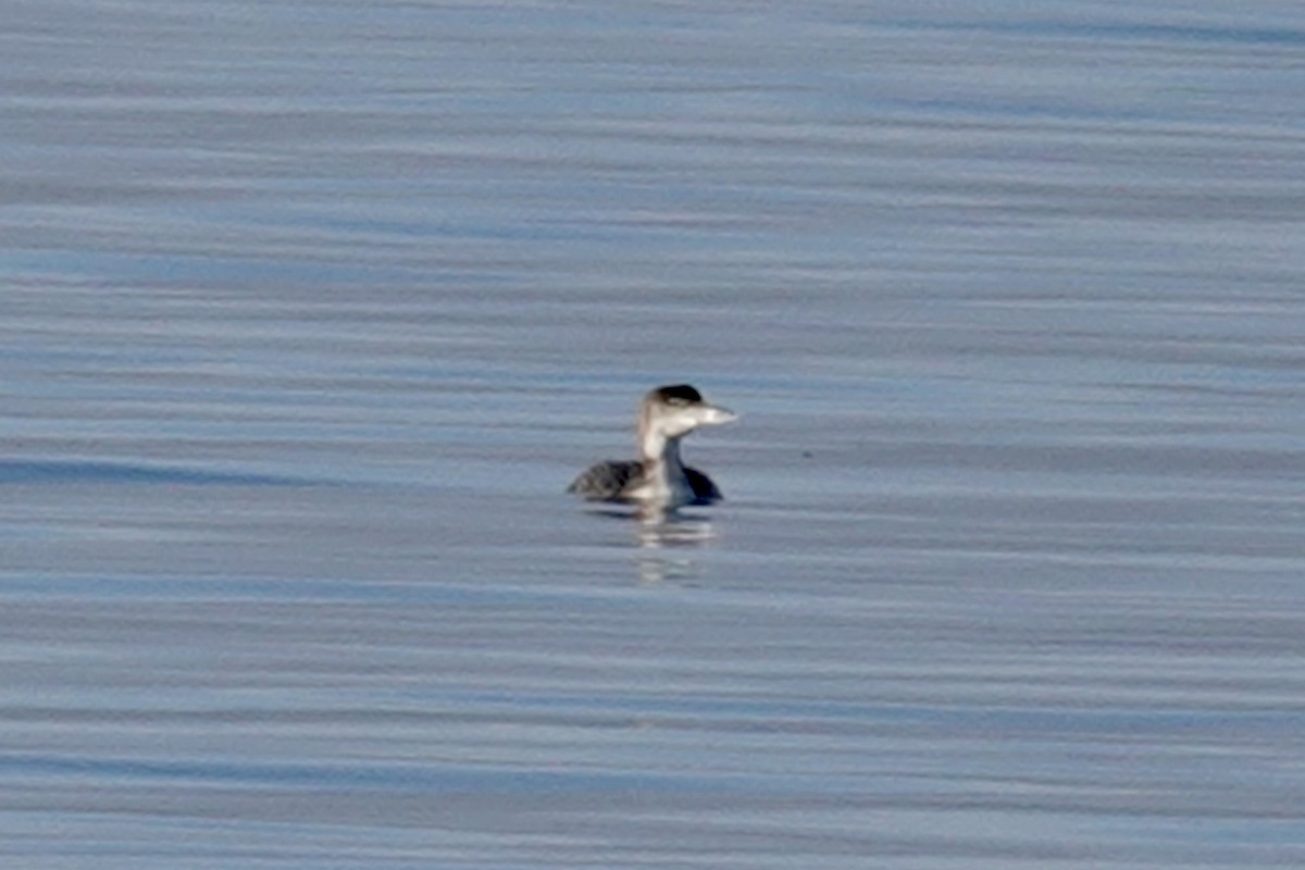 Common Loon - ML614541128