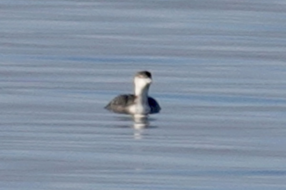 Common Loon - ML614541129