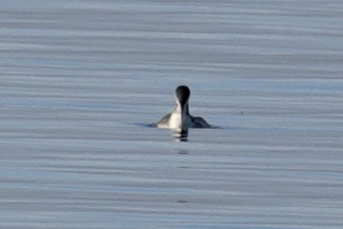 Common Loon - ML614541130