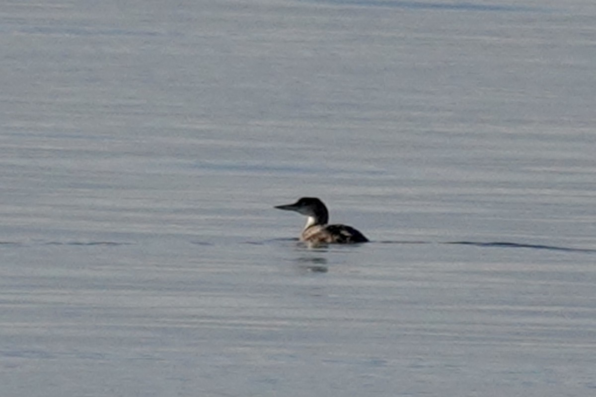 Common Loon - Gilbert Bouchard