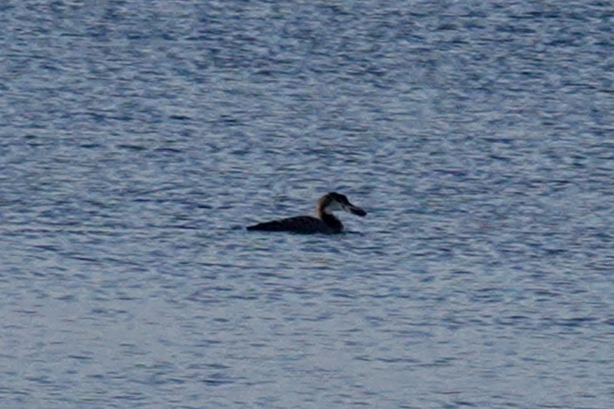 Common Loon - Gilbert Bouchard