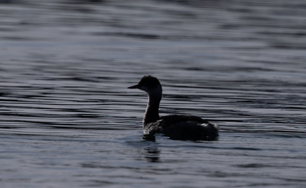 Eared Grebe - ML614541187