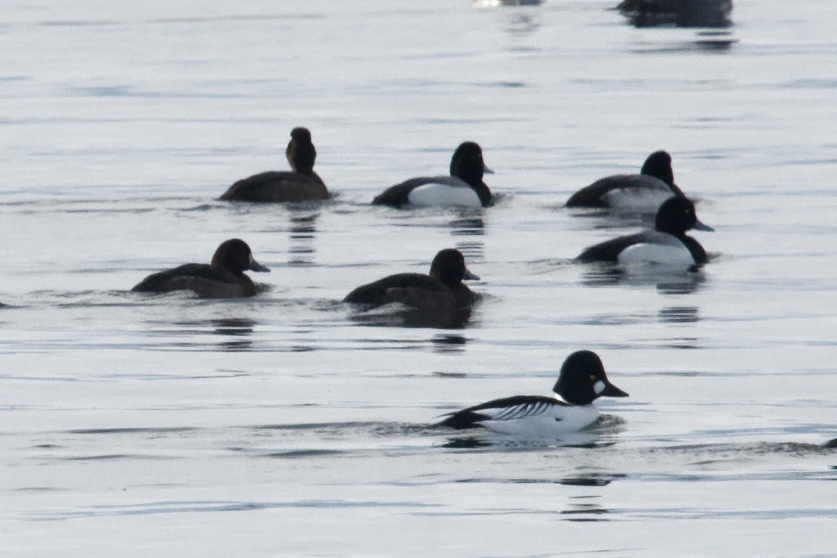 Greater Scaup - David Hoag