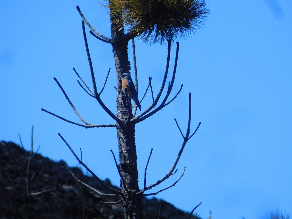 Western Bluebird - ML614541205