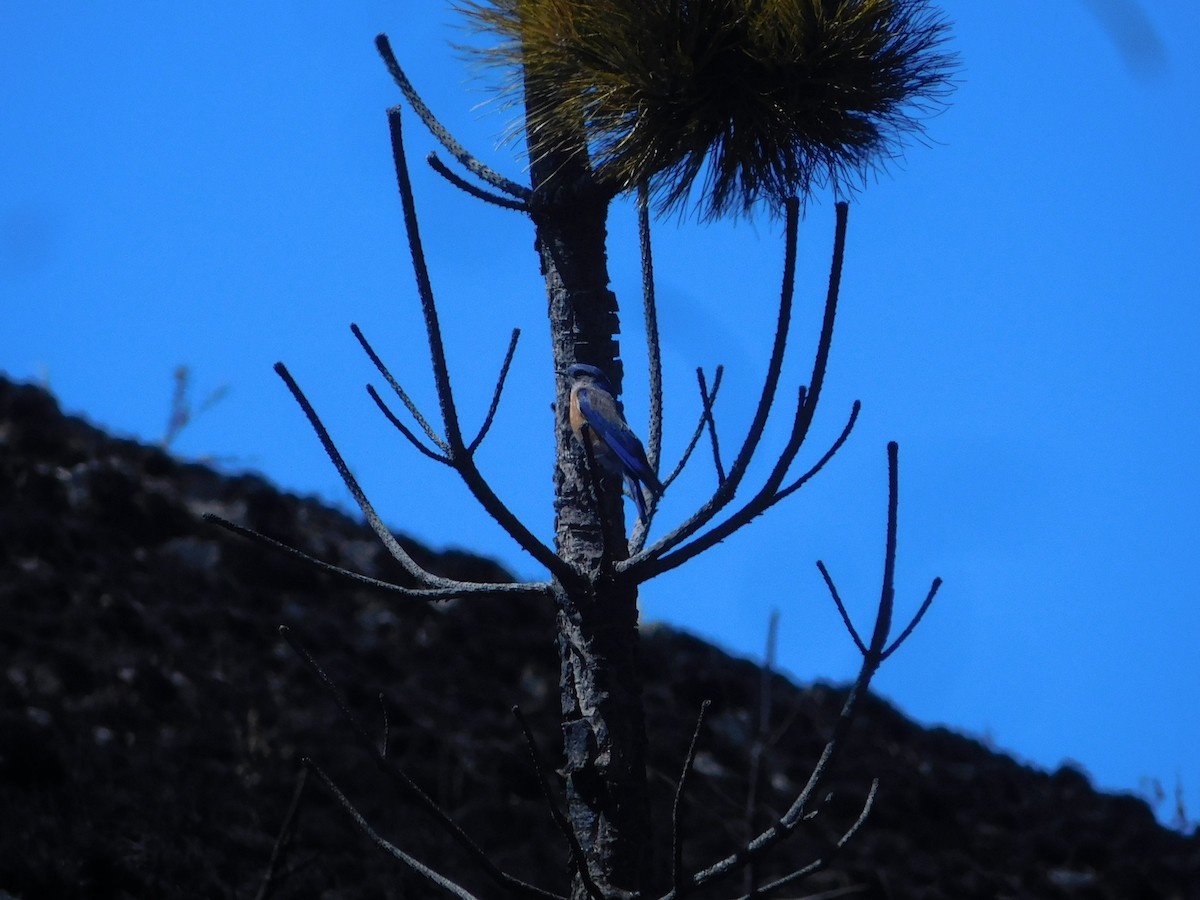 Western Bluebird - ML614541206