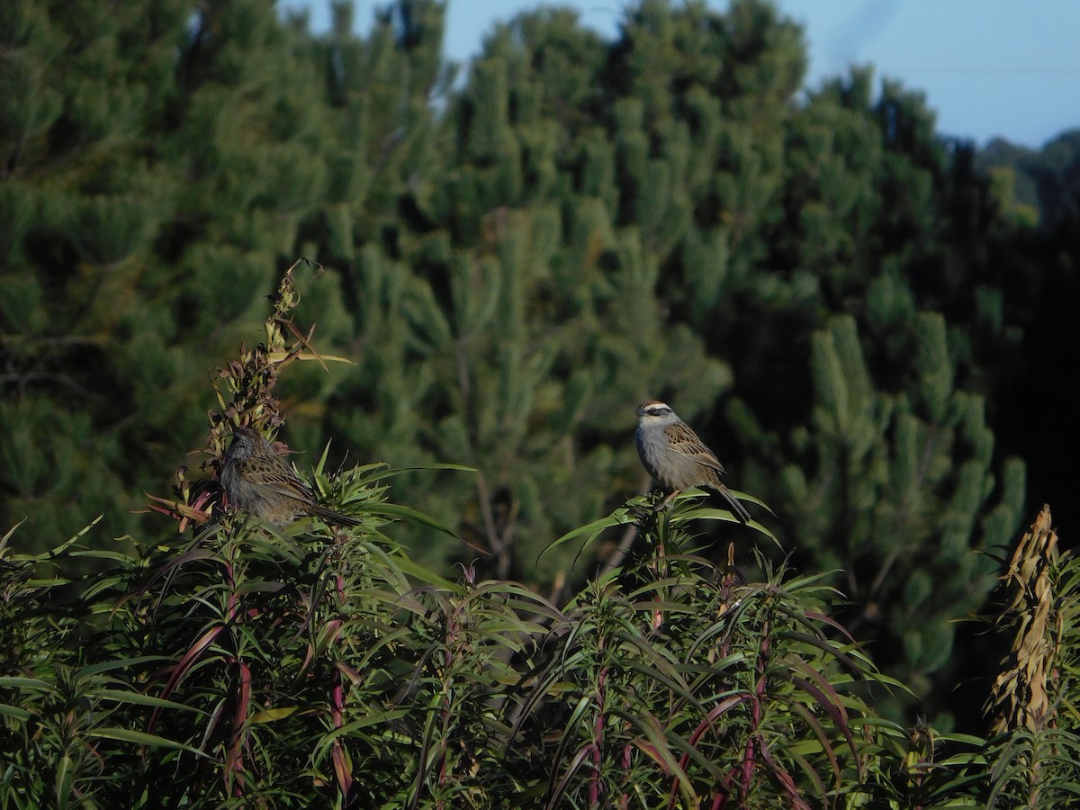 Striped Sparrow - ML614541223