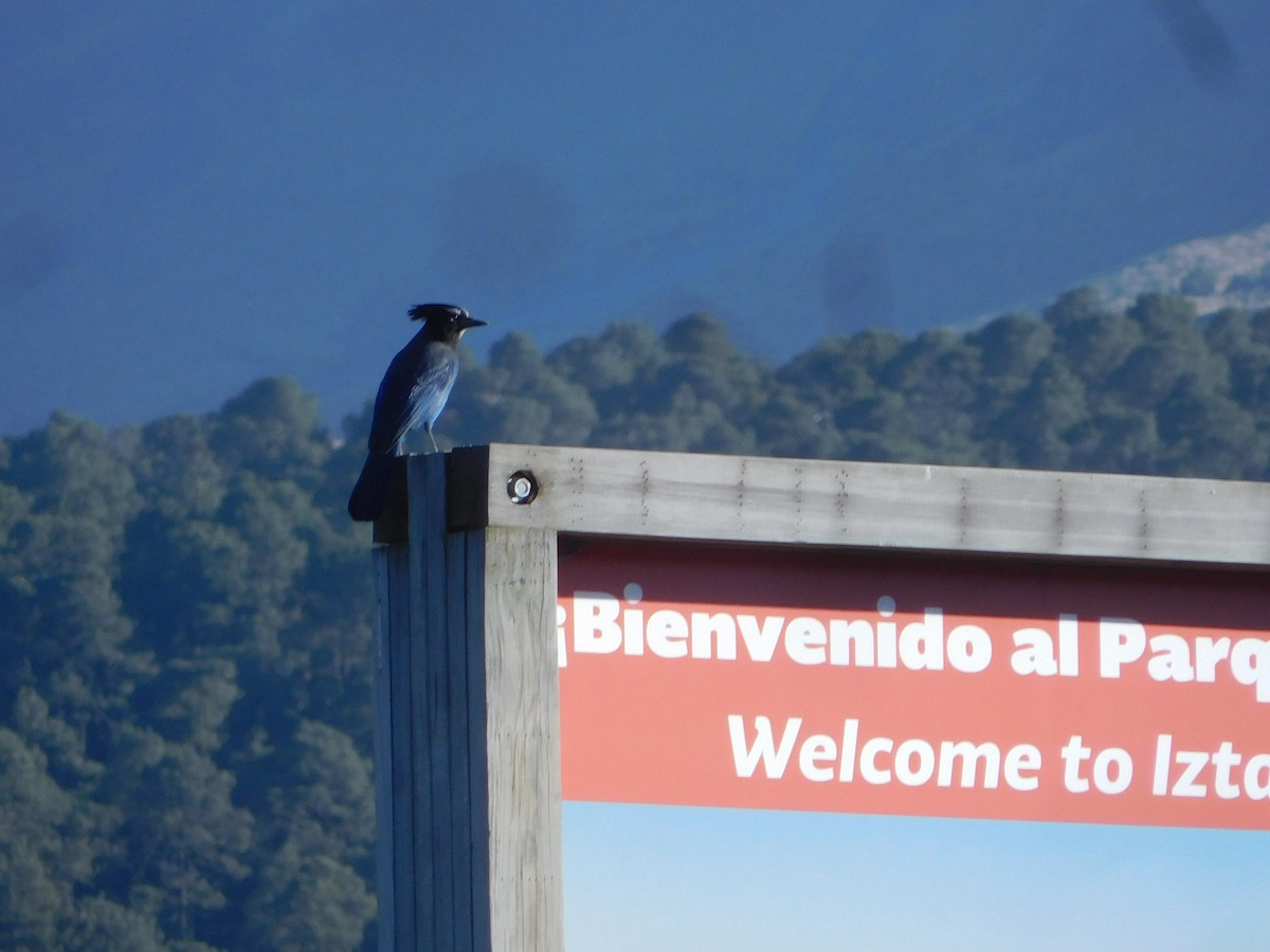 Steller's Jay - ML614541230