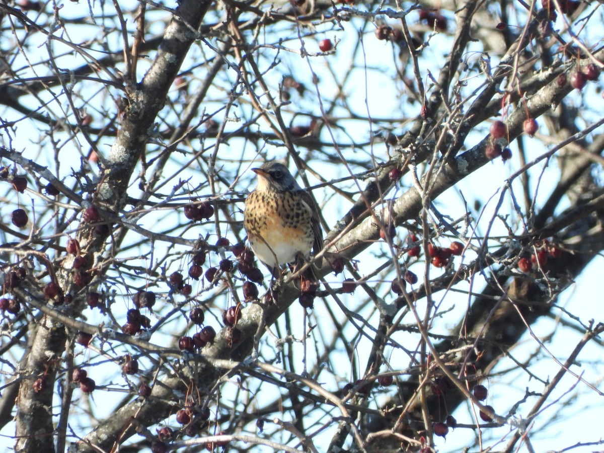 Fieldfare - ML614541234