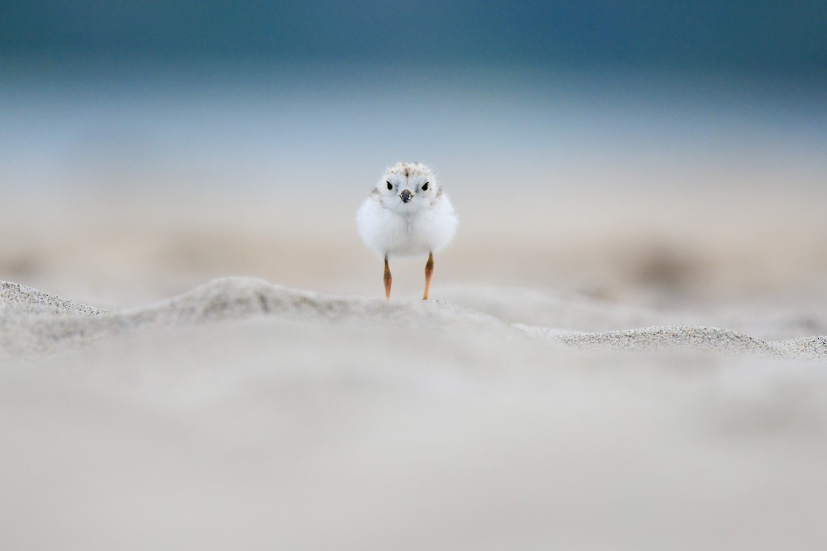 Piping Plover - ML614541276