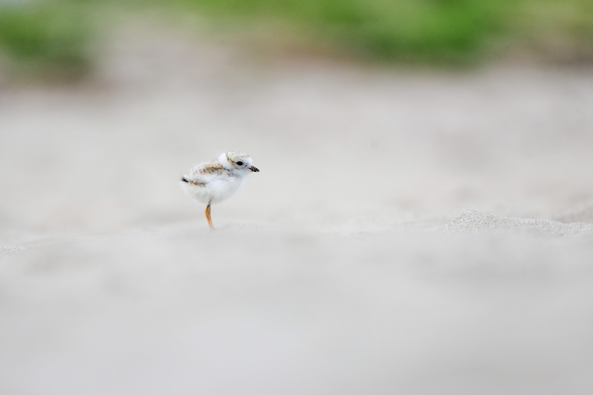 Piping Plover - ML614541283