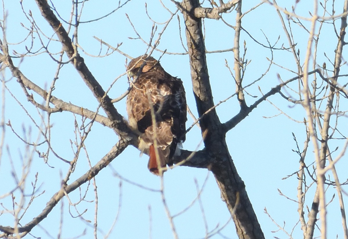 Red-tailed Hawk - ML614541289