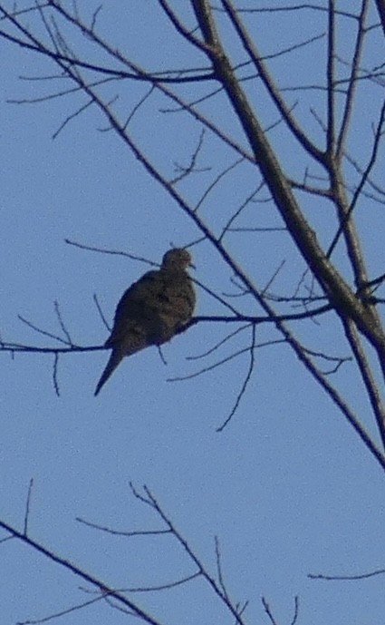 Mourning Dove - ML614541320