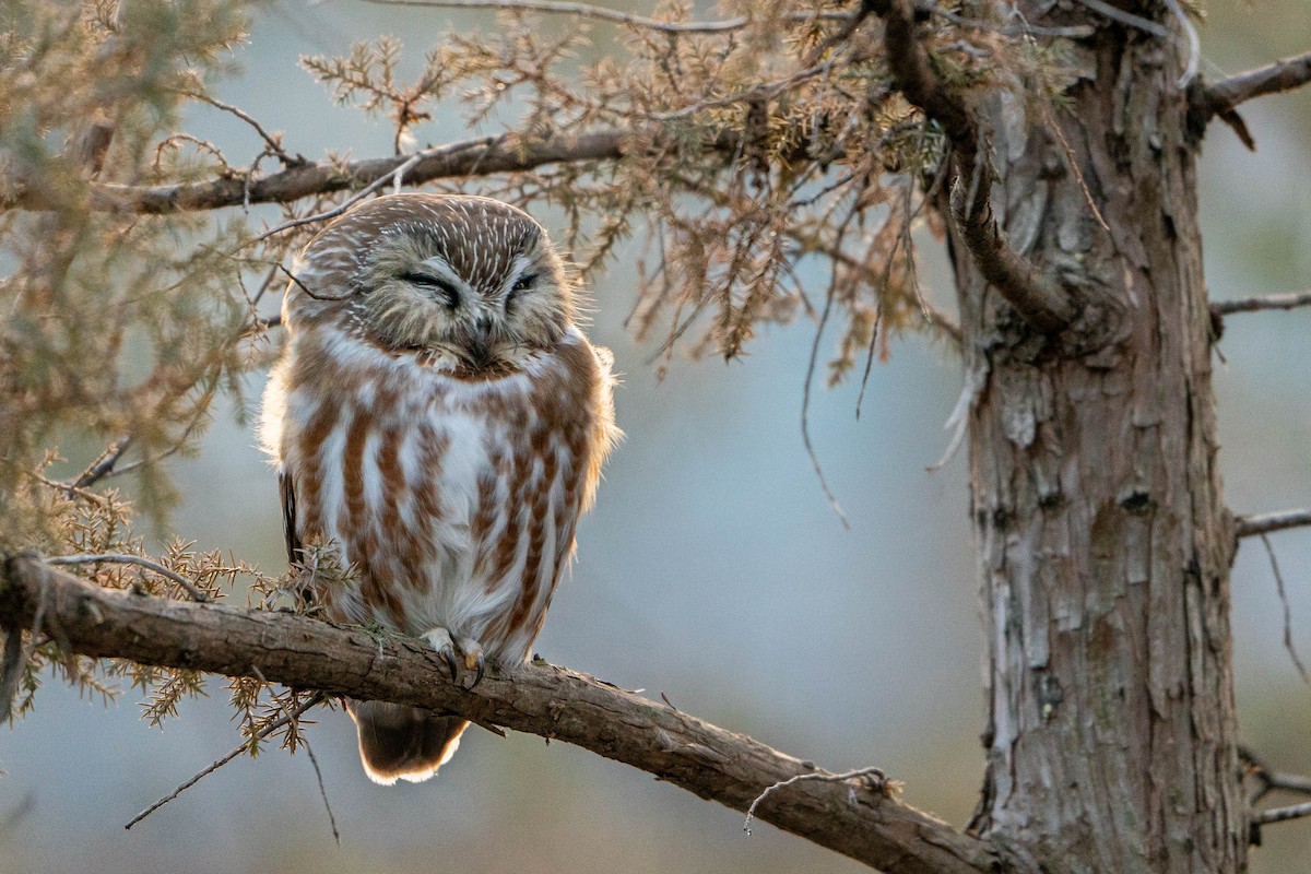 Northern Saw-whet Owl - Matt Hoberg