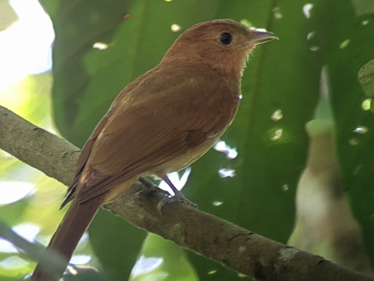 Rufous Piha - ML614541404