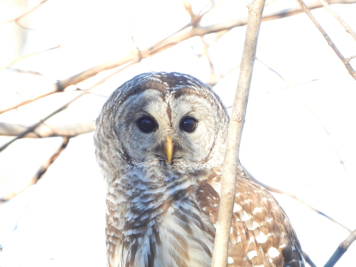 Barred Owl - ML614541436