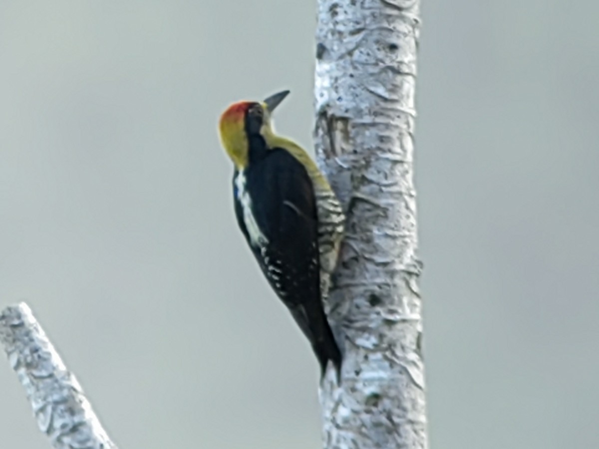 Golden-naped Woodpecker - ML614541467
