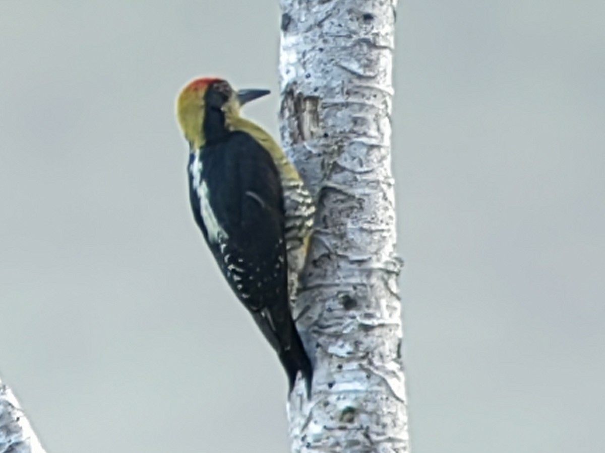 Golden-naped Woodpecker - ML614541468