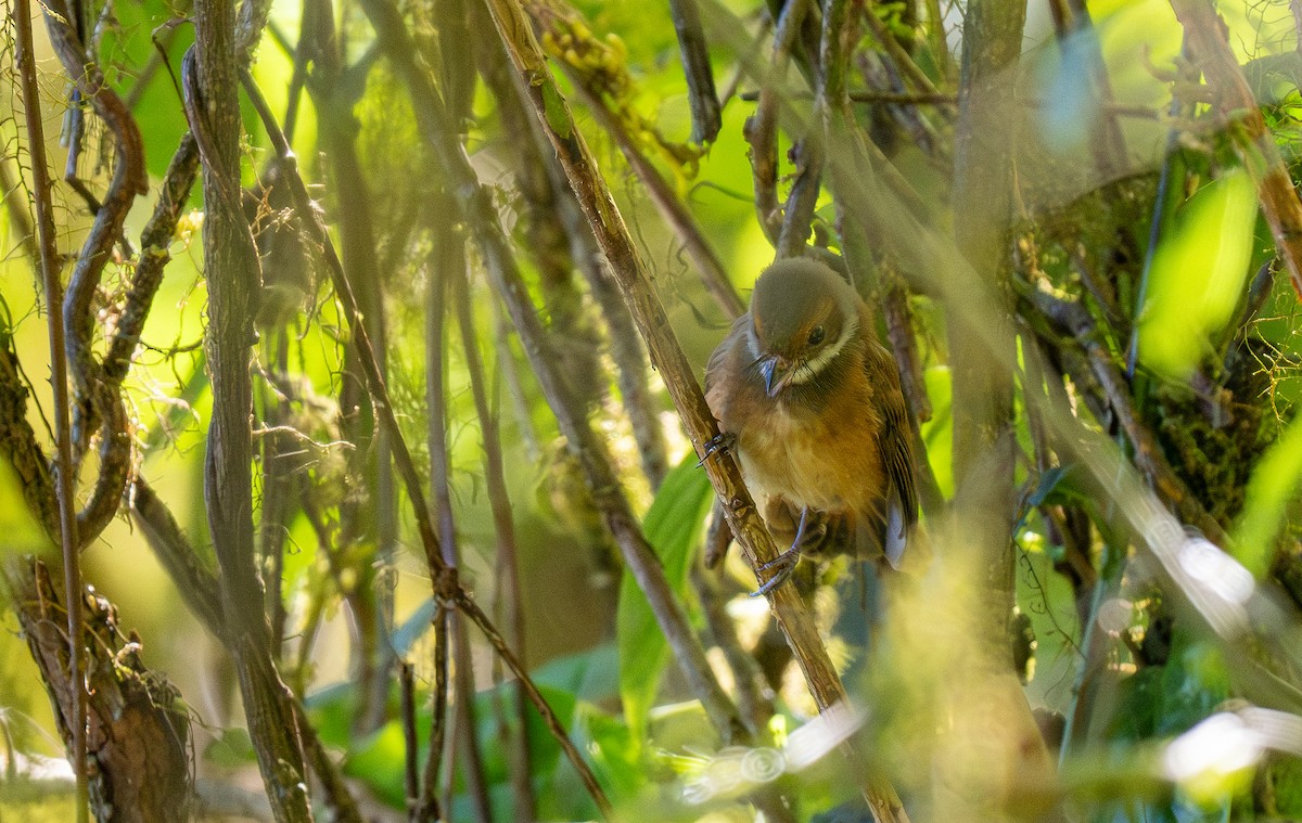 Sulawesi Fantail - ML614541546