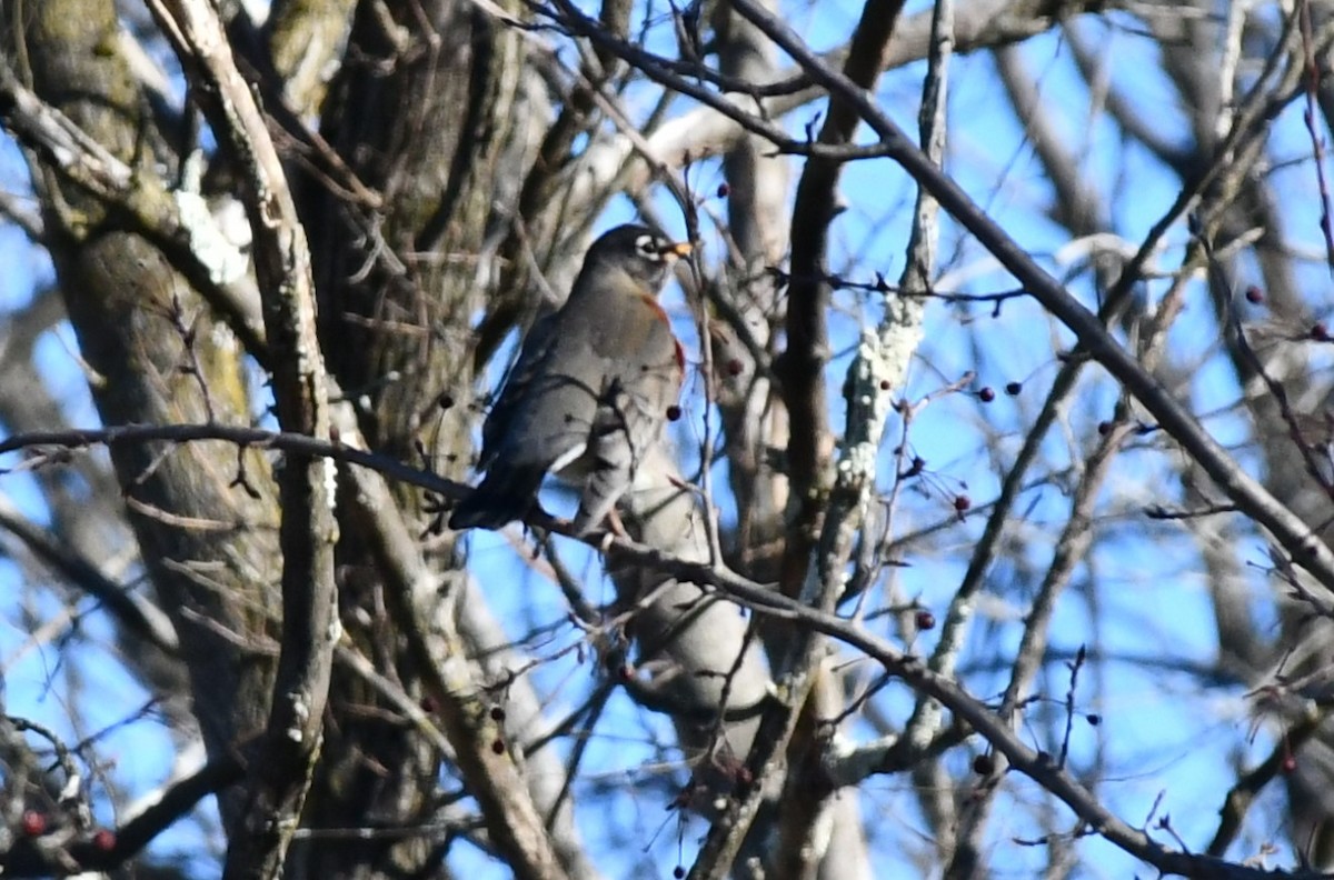 American Robin - ML614541583