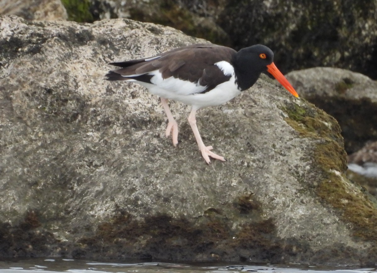 American Oystercatcher - Kathy Springer