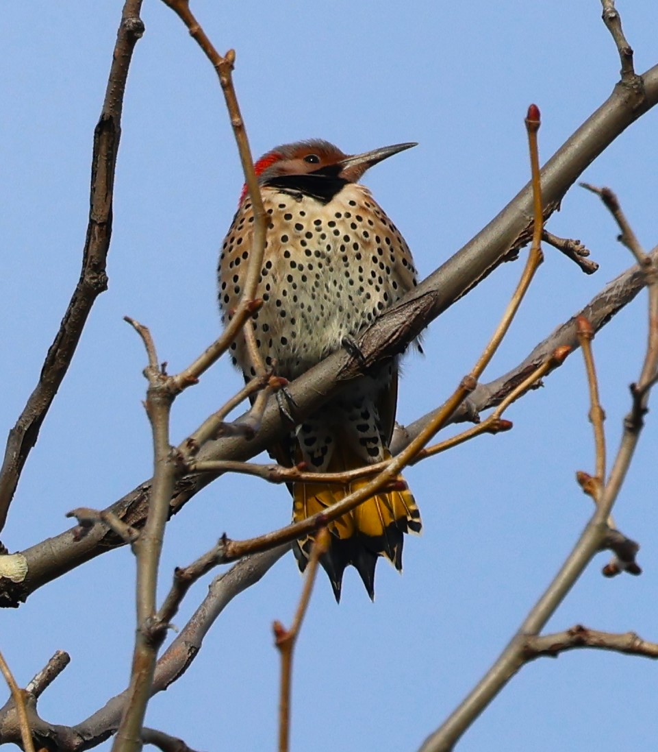 Northern Flicker - ML614541627