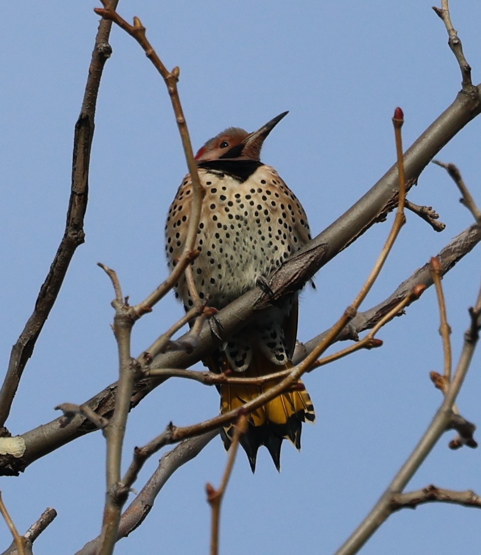 Northern Flicker - ML614541629