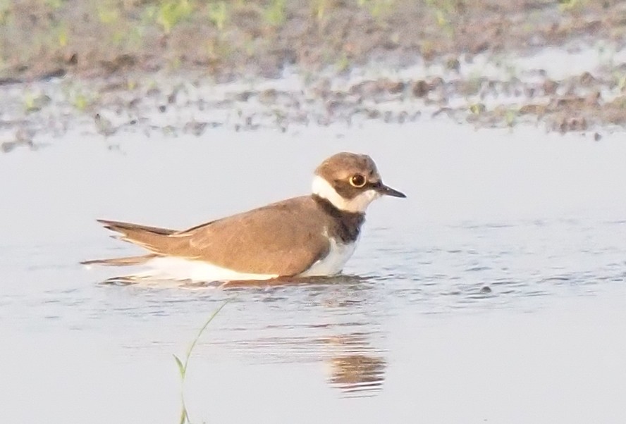 Little Ringed Plover - ML614541692