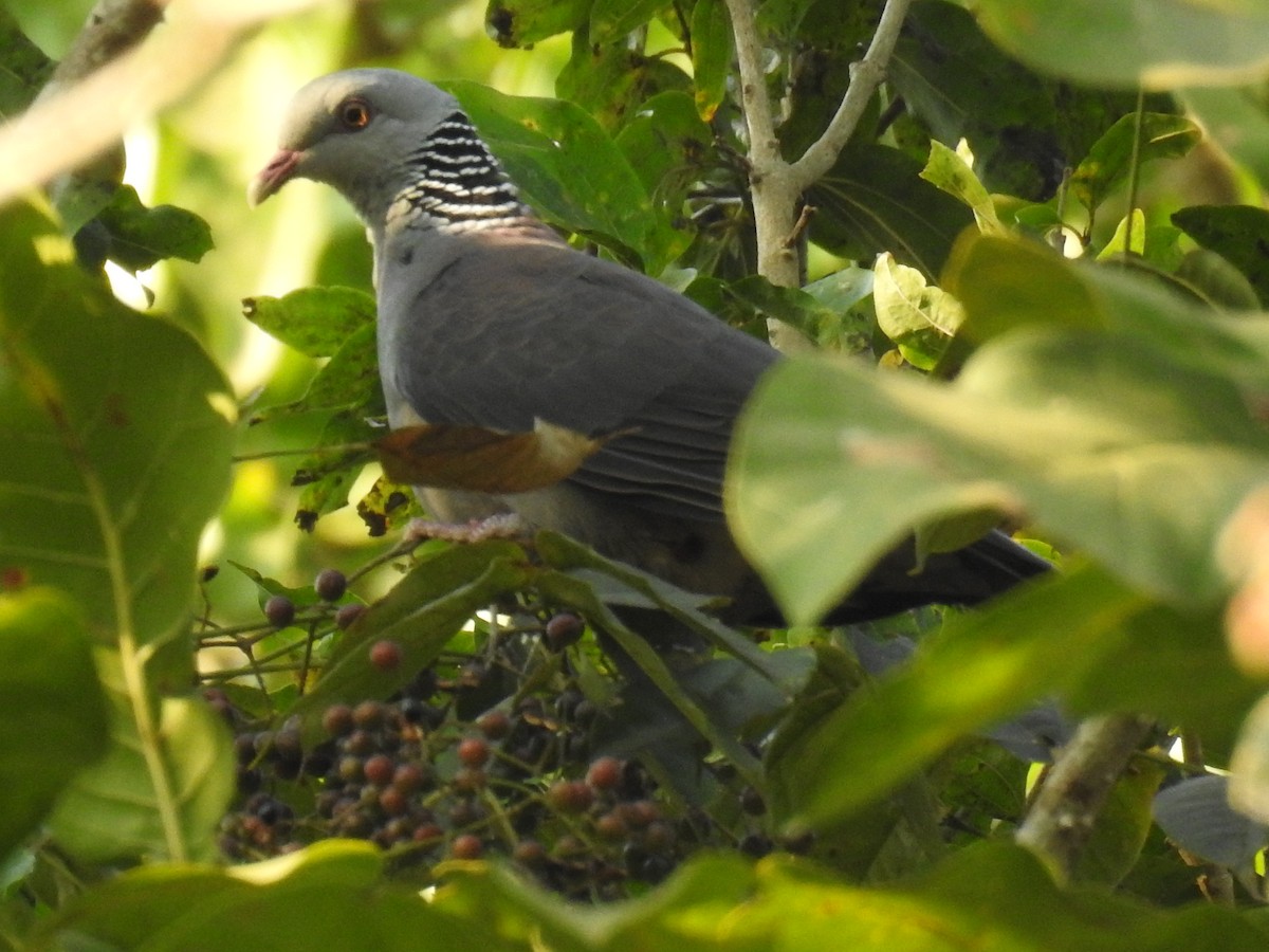 Pigeon d'Elphinstone - ML614541704