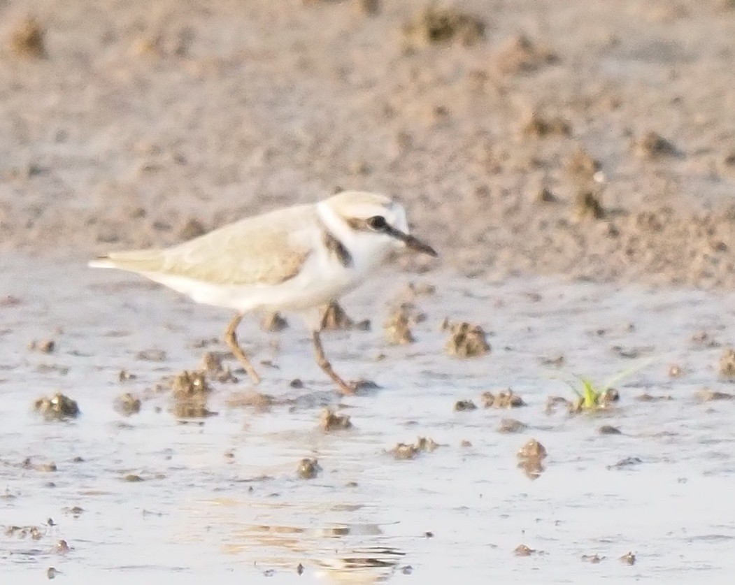 Kentish Plover - ML614541741