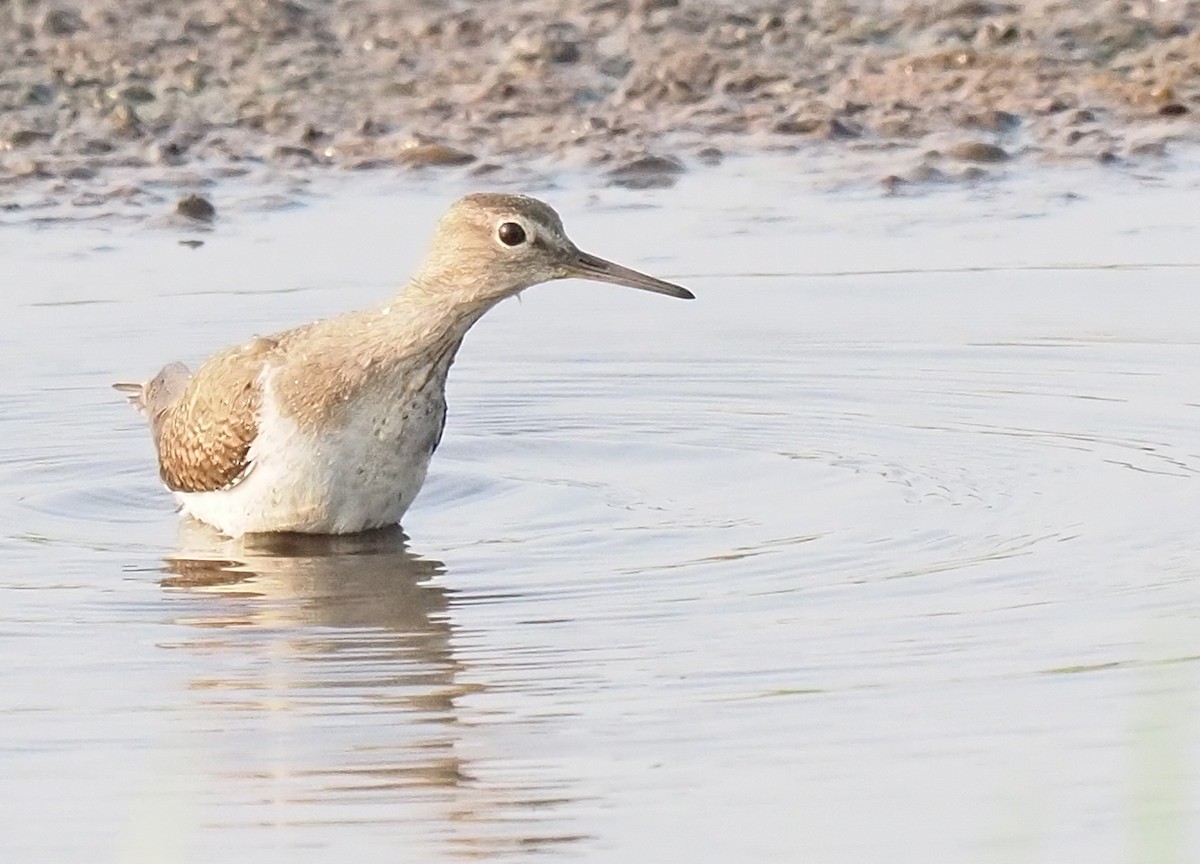 Common Sandpiper - ML614541770