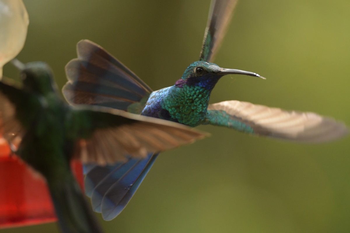 Colibrí Oreja Violeta Menor (andino) - ML614541782