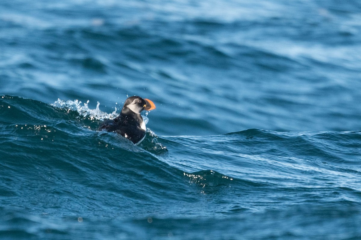 Atlantic Puffin - Jonathan Irons