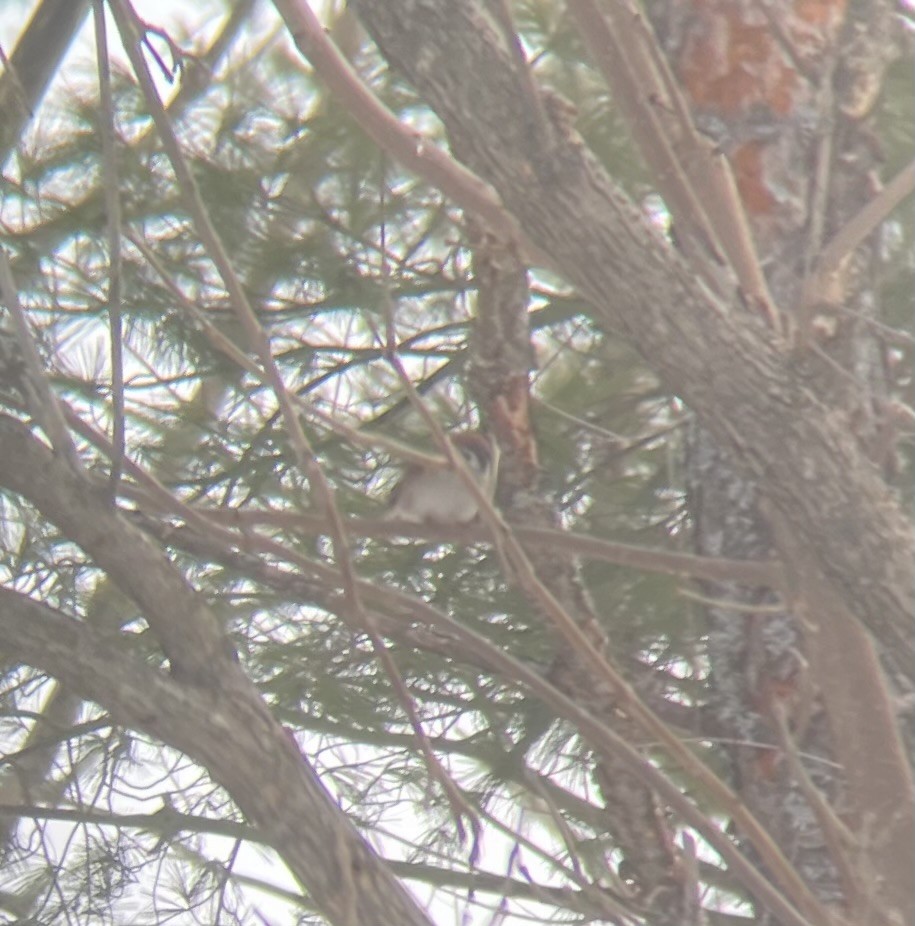 Eurasian Tree Sparrow - Jeremy L. Hatt