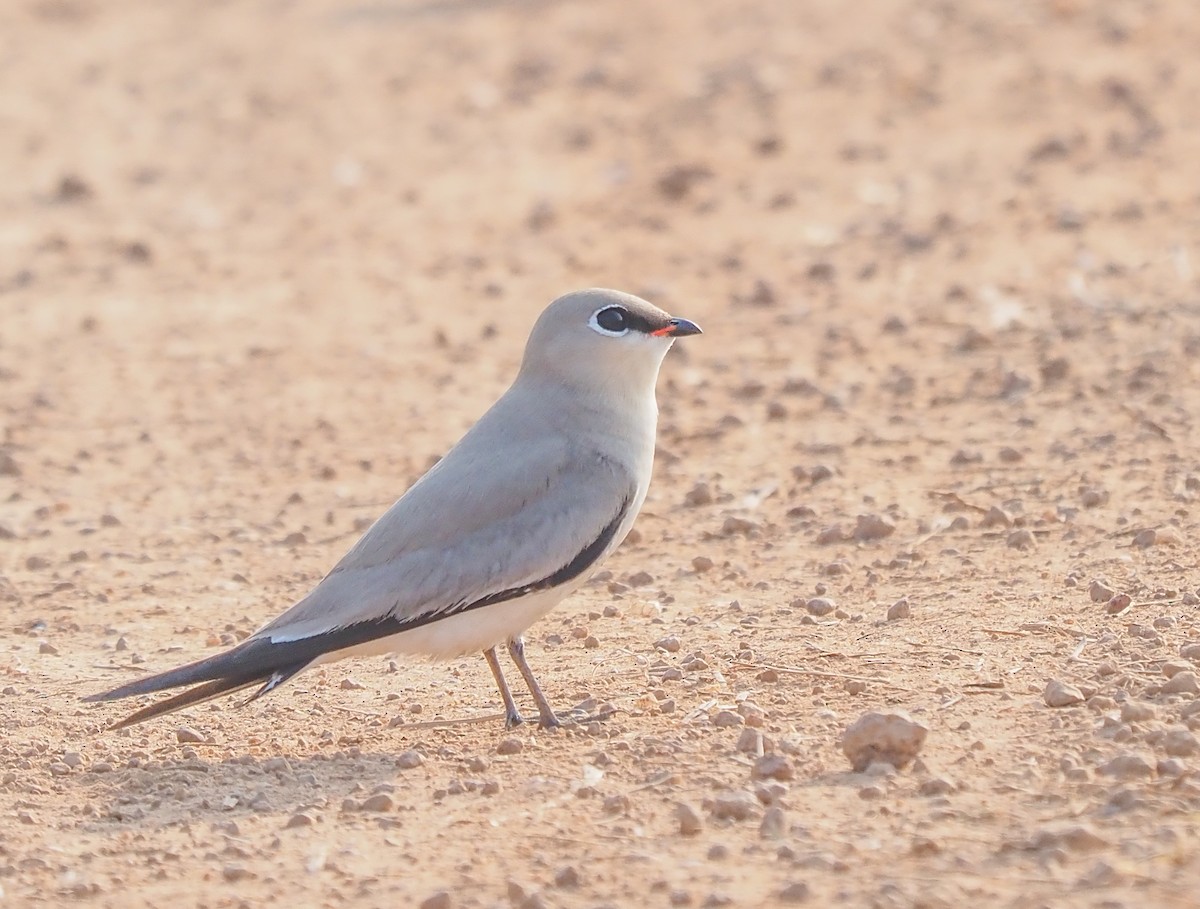 Small Pratincole - hari kumar