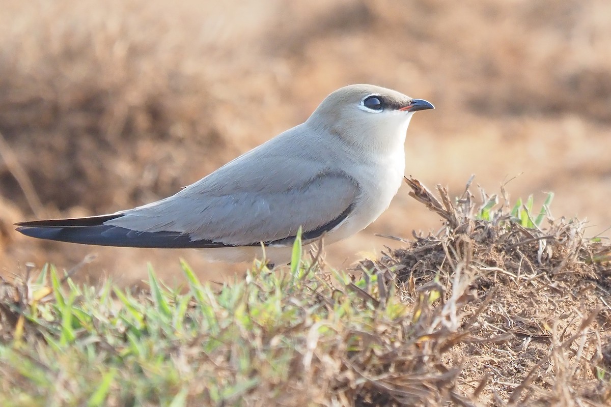 Small Pratincole - hari kumar