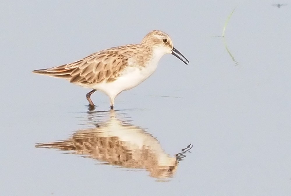 Little Stint - ML614541845