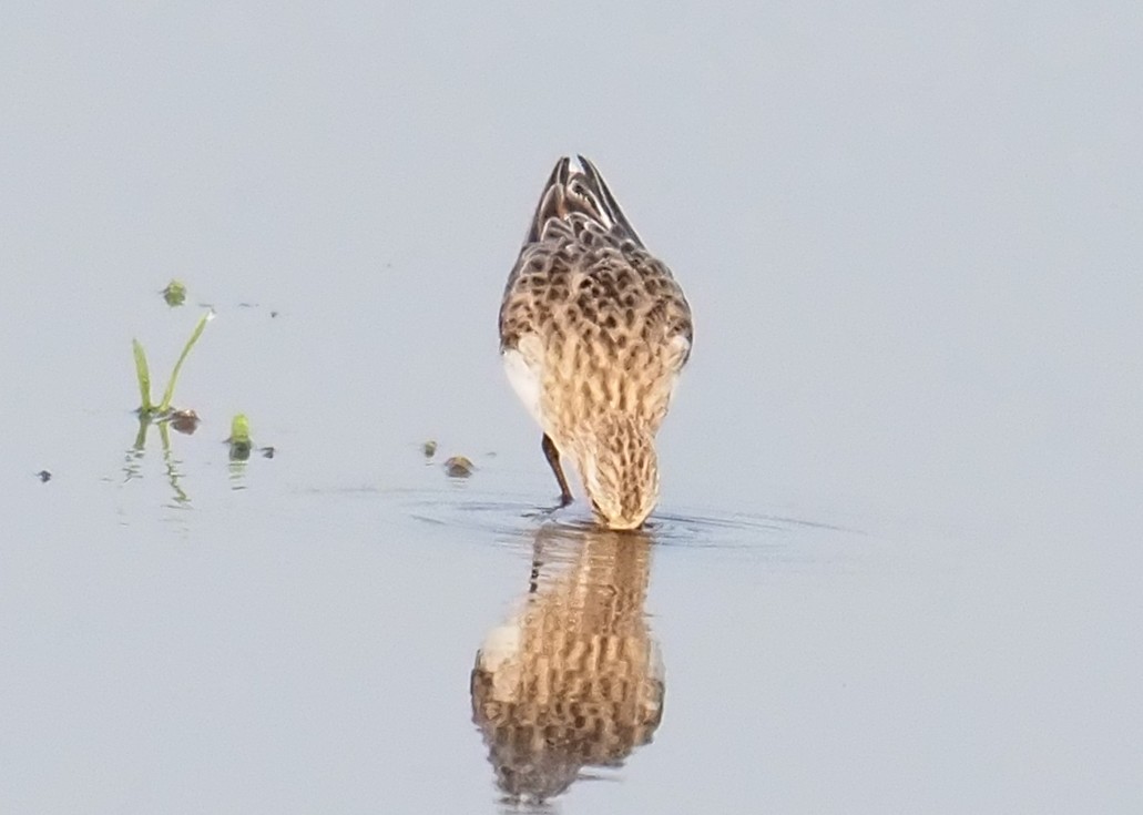 Little Stint - hari kumar