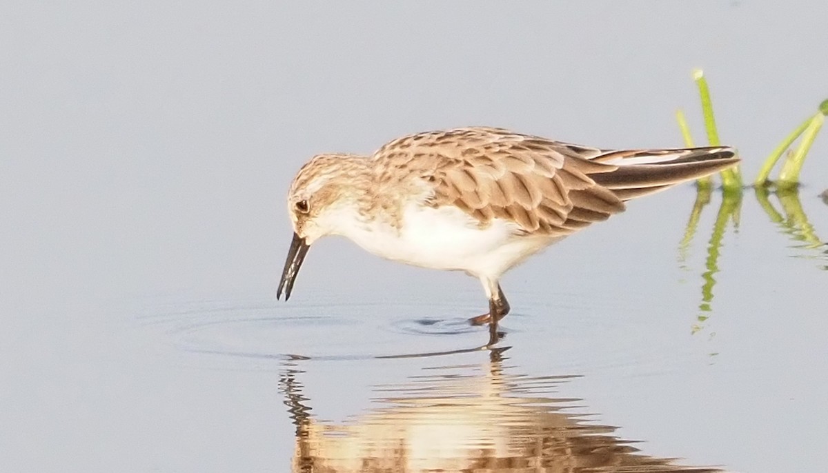 Little Stint - ML614541850