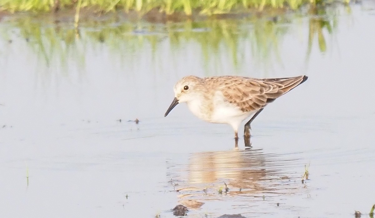 Little Stint - ML614541851