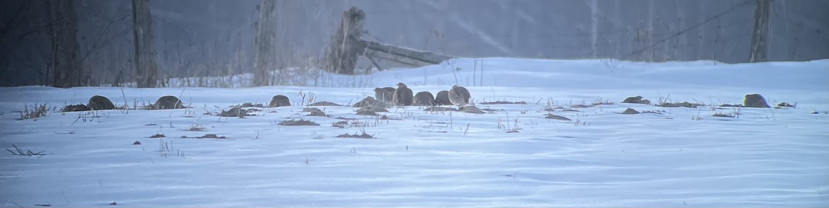 Куріпка сіра - ML614541863