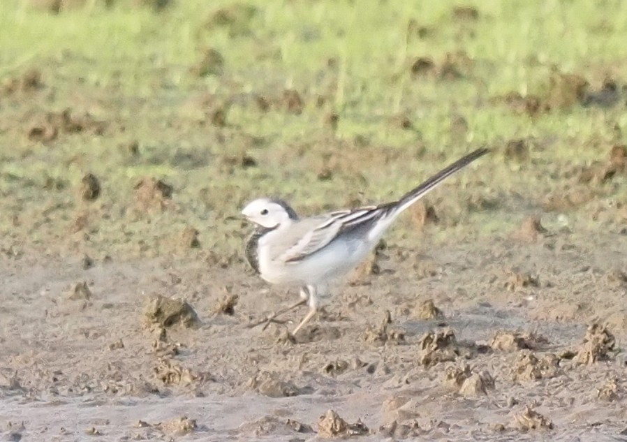 White Wagtail - hari kumar